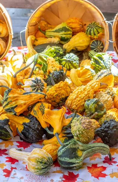 在美国密歇根州的这个秋季市场上 小南瓜和葫芦从柳条筐里长出来 — 图库照片