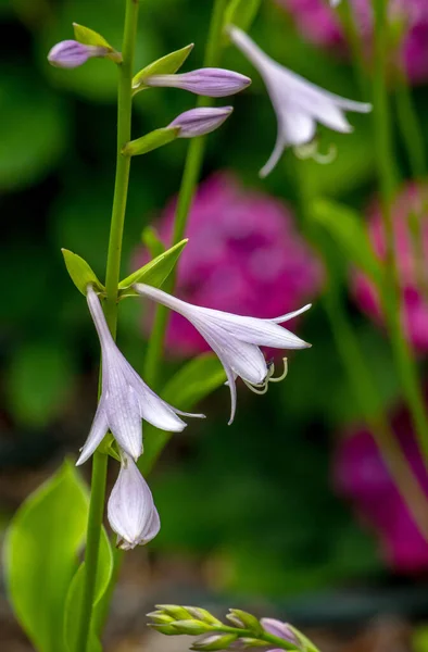 Delikata Hosta Blommor Sommarträdgård — Stockfoto