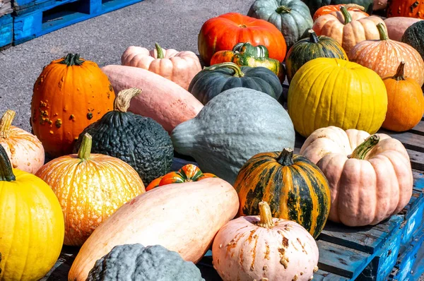 Calabazas Calabazas Vienen Muchas Formas Colores Hacen Decoración Única Otoño — Foto de Stock