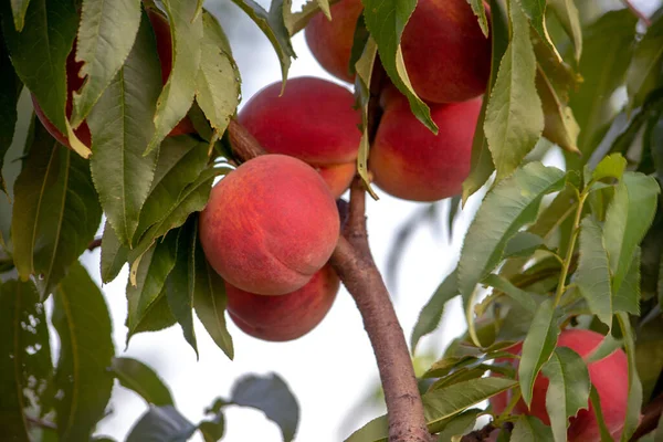 Pesche Dolci Fresche Crescono Sugli Alberi Frutteto Nel Michigan Usa — Foto Stock