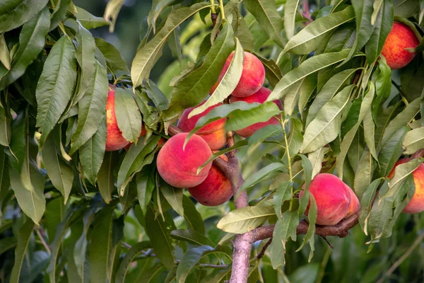 Güzel Michigan şeftalileri bu büyük meyve bahçesinde ağaçlarda yetişir.