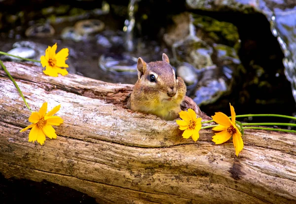 Egy Kis Mókus Kukucskál Üreges Rönkjéből Hogy Szép Sárga Virágokat — Stock Fotó