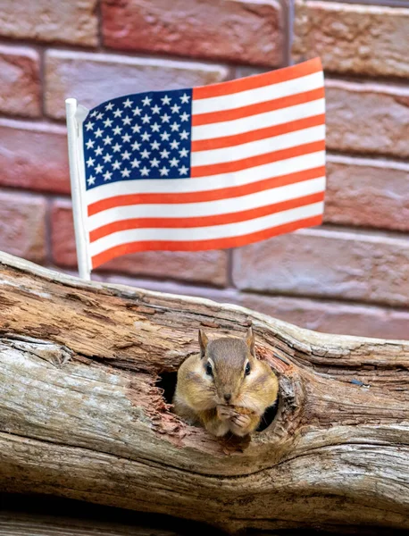 Una Ardilla Norteamericana Mordisquea Nueces Bajo Una Bandera Estadounidense — Foto de Stock