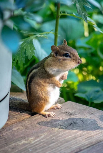 Chipmunk Stands Quiet Alert She Hides Shadows Wooden Deck — Stock Photo, Image