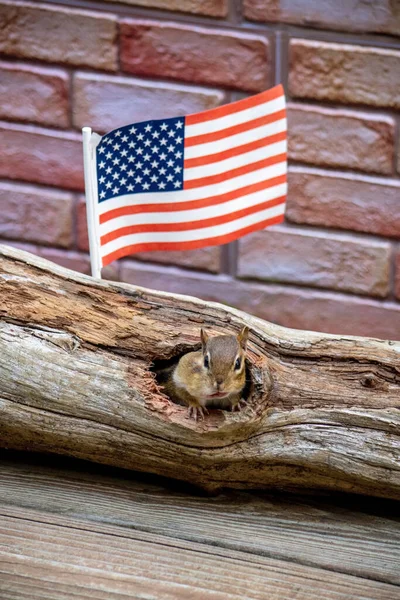 Ardilla Asoma Tronco Hueco Bajo Una Bandera Americana Brillante — Foto de Stock