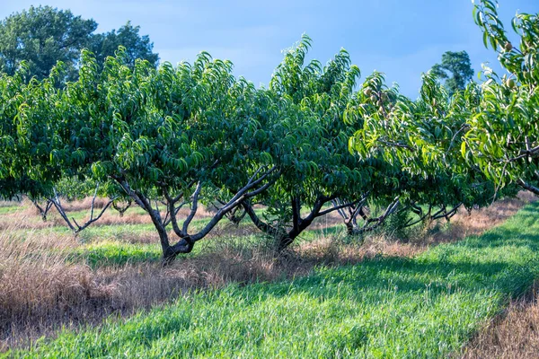 Reihen Von Pfirsichbäumen Wachsen Einem Obstgarten Michigan Usa — Stockfoto