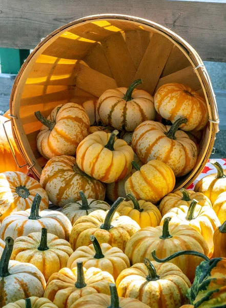 Petites Citrouilles Dans Panier — Photo