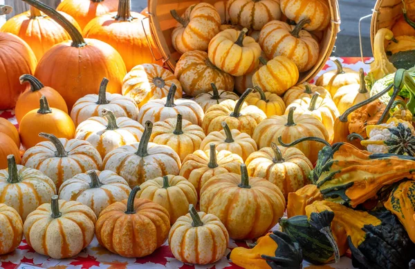 Calabazas Calabazas Diminutas Linterna Jack Más Grande Organizan Para Venta —  Fotos de Stock