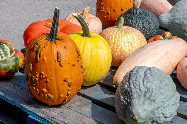 Lustige Vielfalt Ausgefallenen Kürbissen Und Kürbissen Zur Herbstlichen Dekoration Bei — Stockfoto