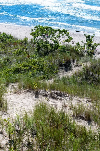 Vista Dalla Cima Delle Dune Mostrano Erba Spiaggia Alberi Argenteo — Foto Stock