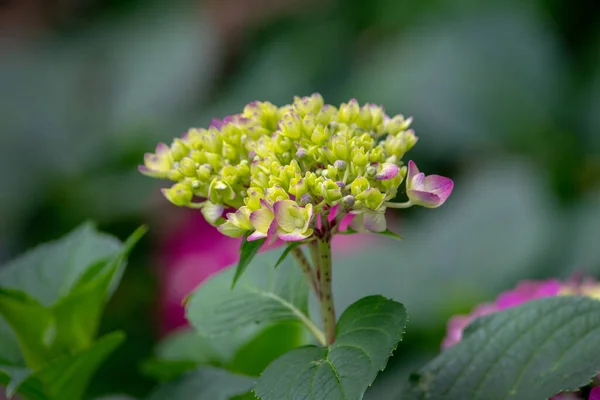 Young Fresh Hydrangea Blossom Just Starting Open Beautiful Purple Blooms — Stock Photo, Image