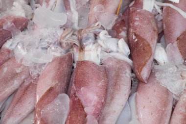 Fresh squid
