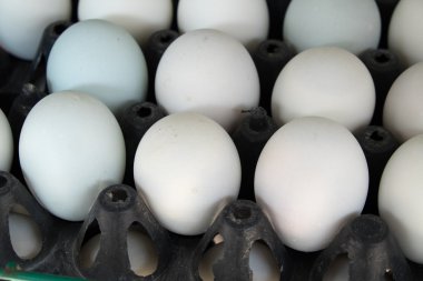 korunmuş ördek yumurta