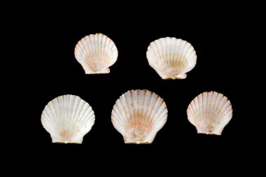 karışık deniz kabukları