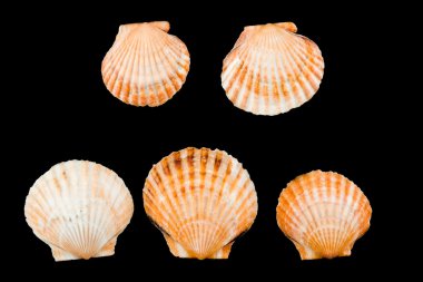 karışık deniz kabukları