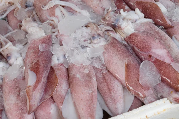 Fresh squid — Stok fotoğraf