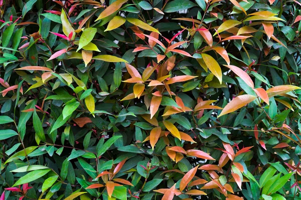 Leafy wall — Stock Photo, Image