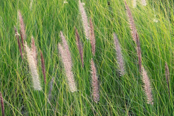 Cattail — Stock Photo, Image