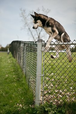 bir açık köpek park çitlerin üzerinden atlayarak köpeği