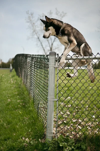 Perro saltando sobre una valla de parque de perros al aire libre Imagen de stock