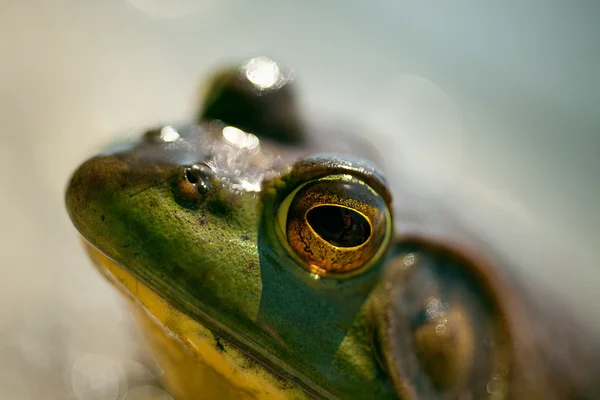 Primer plano de un ojo de rana en la naturaleza Imagen de archivo