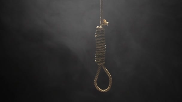 Falling Hangman Noose — Stock Video