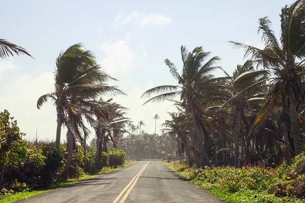 Palmové stromy na kraji silnice — Stock fotografie