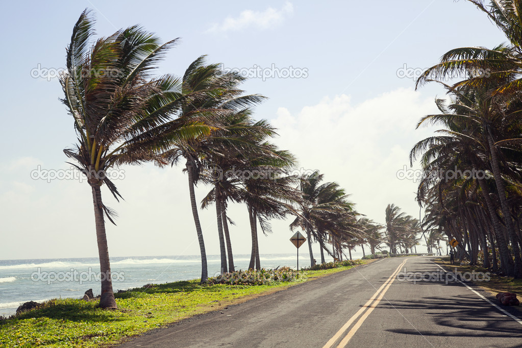 Palm Trees on the side of the Road