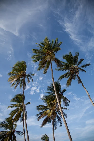 棕榈树和蓝天 — 图库照片