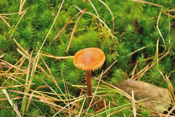 Cogumelo na floresta — Fotografia de Stock