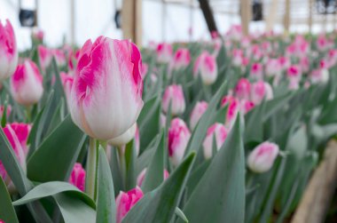 Hidroponik ve sürdürülebilir tarım için çeşitli şekillerde lale yetiştirmek, zorlamak. İş olarak küçük çiftçilik. Çiçekçilerde satılık çok sayıda lale yetiştiriyorlar. Lale Dinasty.