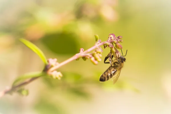 Pszczoła miodna wiszące na pojedynczy kwiat — Zdjęcie stockowe
