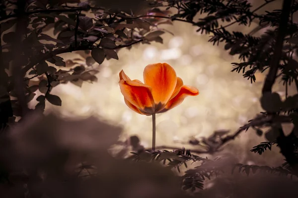 Fabel tulip — Stockfoto