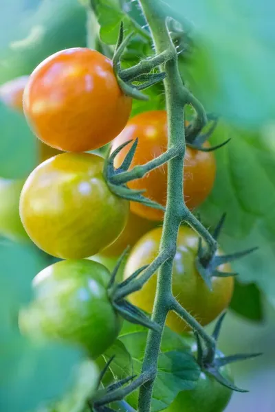 Буша Вкусных Цветных Летних Помидоров Теплице Вкусные Свежие Сочные Овощи — стоковое фото