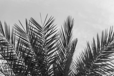 Güneşli yaz güneşli gökyüzünde tropik turizm cenneti palmiyeleri. Güneş ışığı palmiye yapraklarının arasından parlar. Güzel seyahat tutkusu seyahat sembolü Güney tatil rüya adasına tatil gezisi