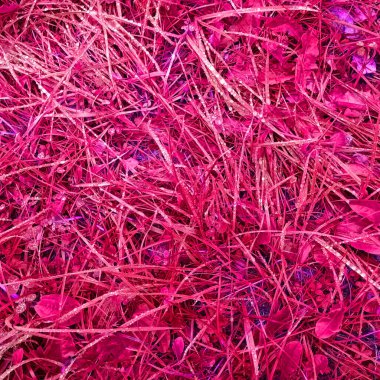 Pembe botanik çekimin soyut arkaplanı