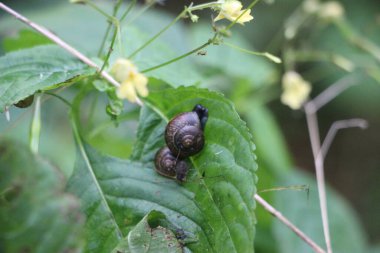 Yeşil yapraklı genç siyah bir salyangozun yakın çekimi.