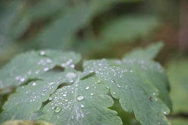 yeşil yapraklar, bitkiler ve yapraklar