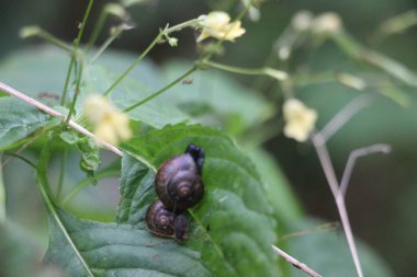 Siyah bir salyangozun yakın çekimi.