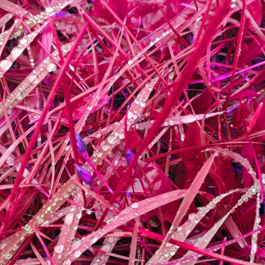 Pembe botanik çekimin soyut arkaplanı