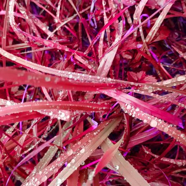 Pembe botanik çekimin soyut arkaplanı