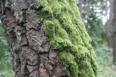 Ormandaki ağaçta yosun