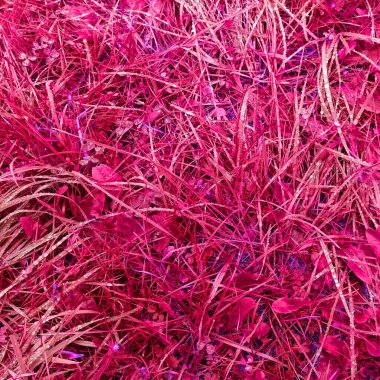 Pembe botanik çekimin soyut arkaplanı