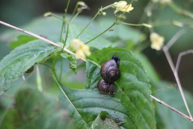 Bahçedeki bir salyangozun yakın çekimi.