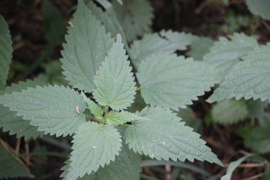 bir bitkinin yeşil yaprakları