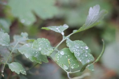 Güzel yeşil yapraklar, bitkiler ve yapraklar.
