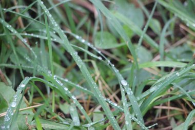 Yere çiğ damlaları damlayan yeşil çimenler