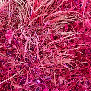 Pembe botanik çekimin soyut arkaplanı