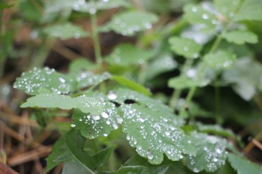 yeşil yapraklar, bitkiler ve yapraklar