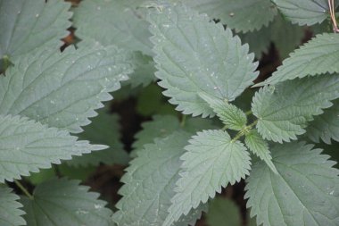 Bahçedeki bir bitkinin yeşil yaprakları